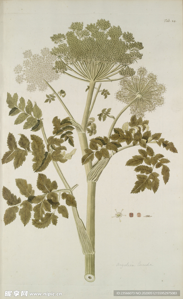 精美绘画草本植物图谱