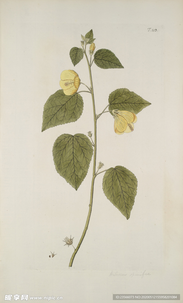 精美绘画草本植物图谱