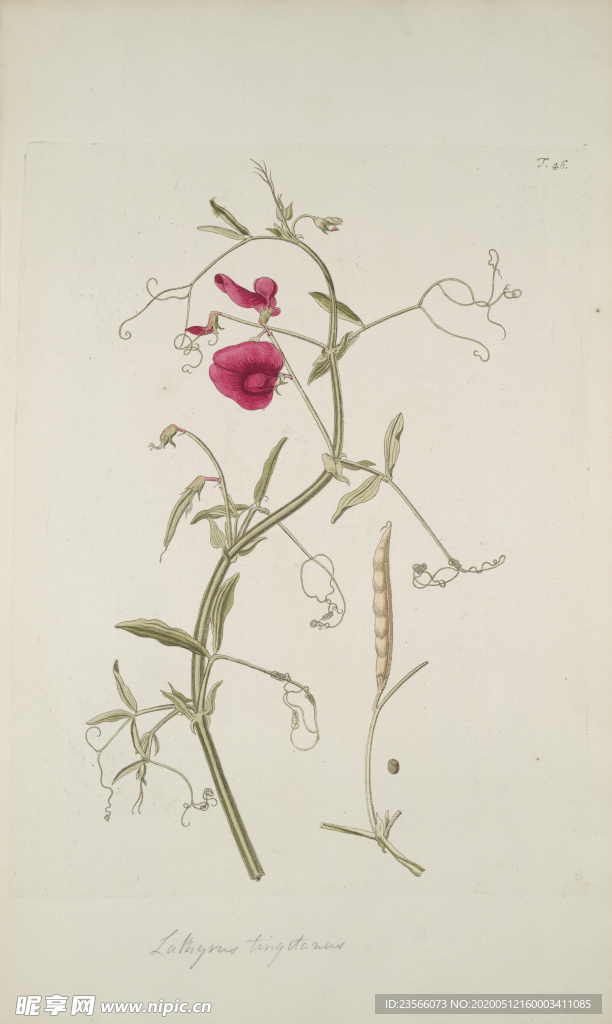 精美绘画草本植物图谱