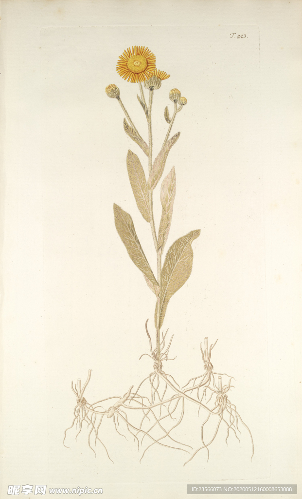 精美绘画草本植物图谱