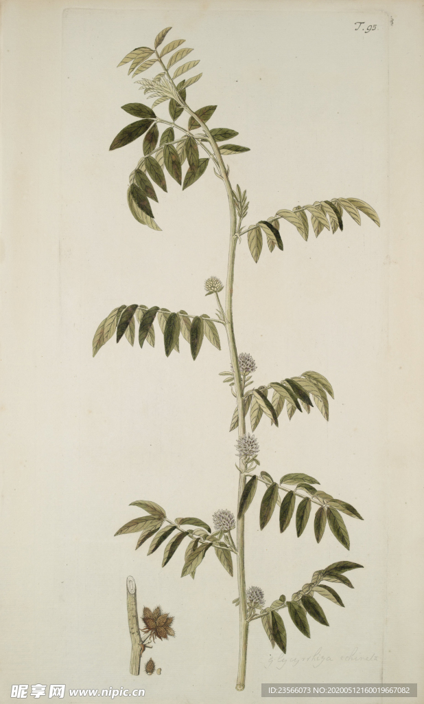 精美绘画草本植物图谱