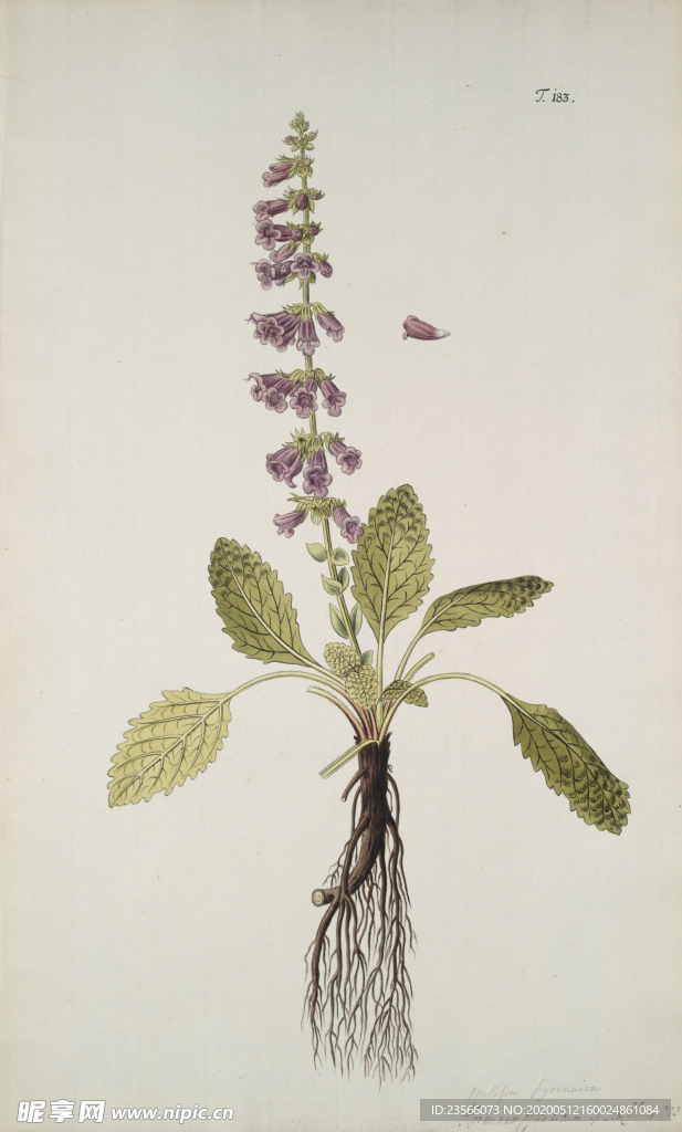 精美绘画草本植物图谱