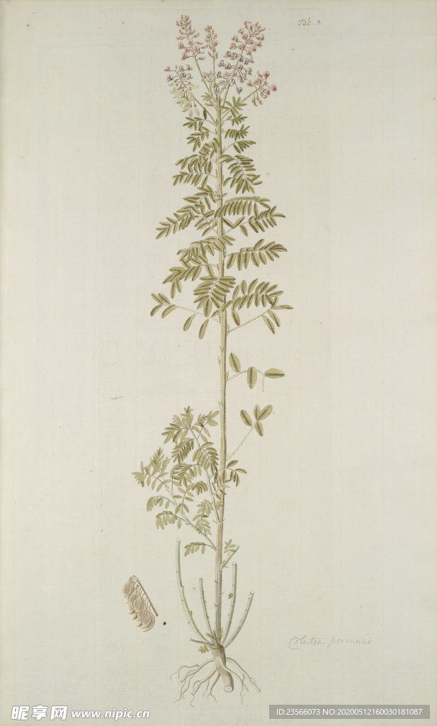 精美绘画草本植物图谱