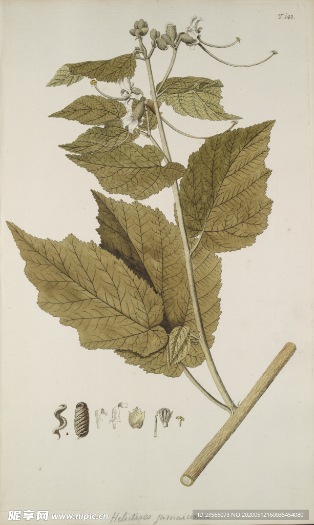 精美绘画草本植物图谱