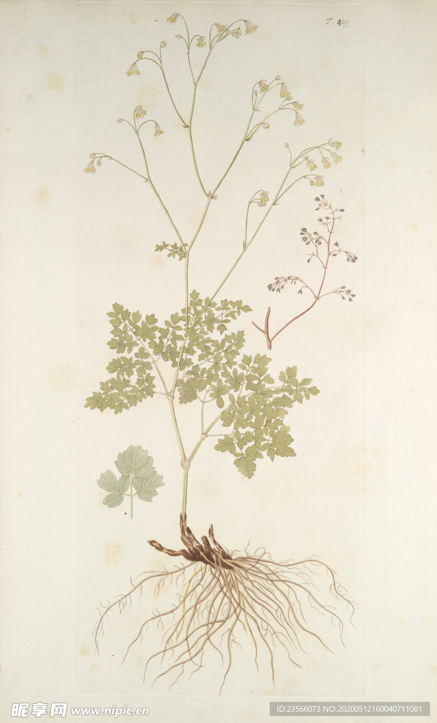 精美绘画草本植物图谱