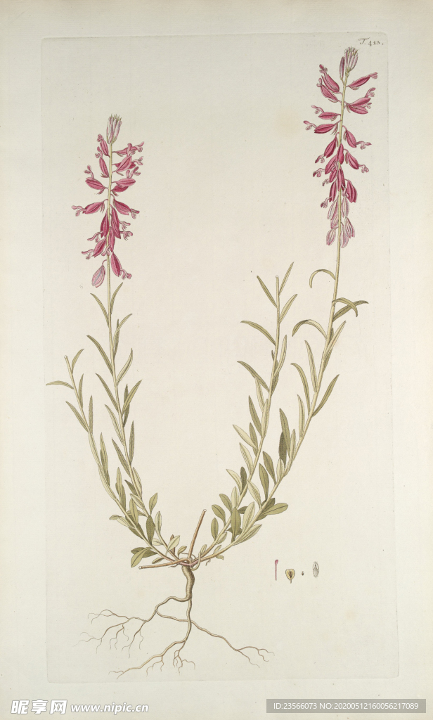 精美绘画草本植物图谱