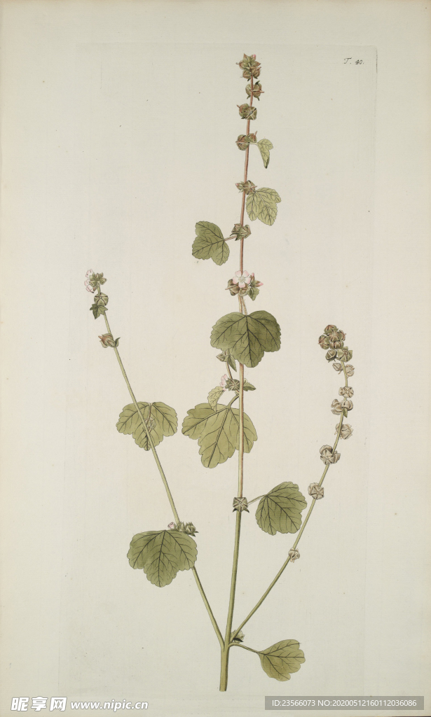 精美绘画草本植物图谱