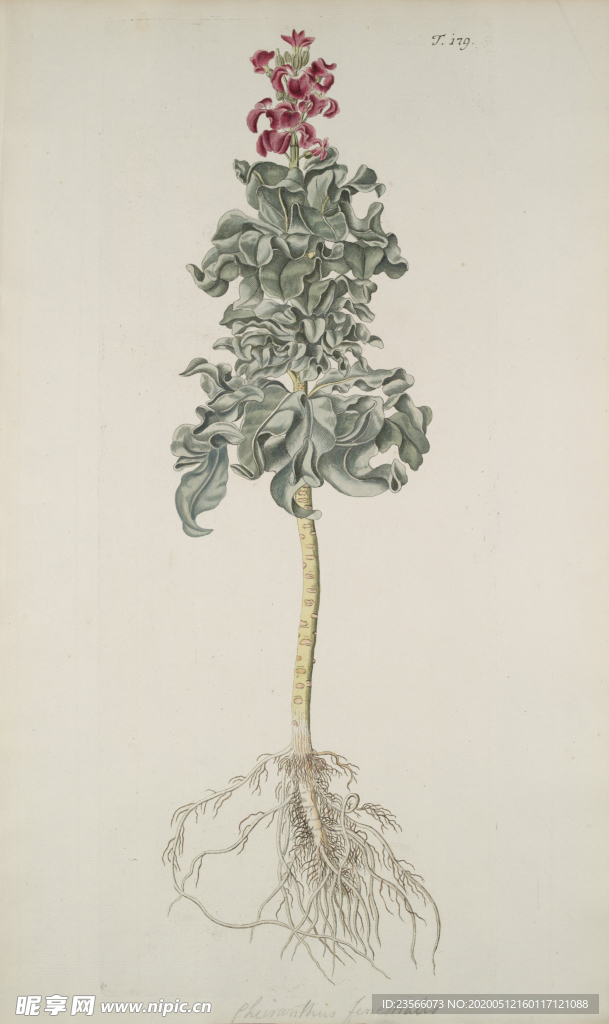 精美绘画草本植物图谱