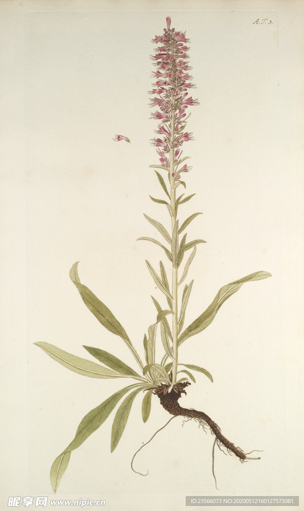 精美绘画草本植物图谱