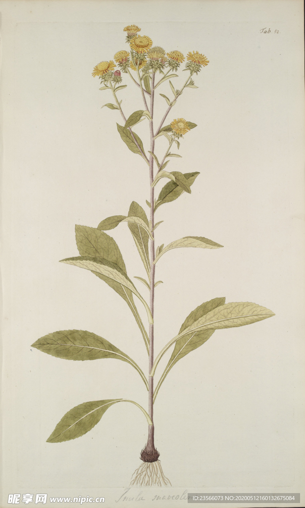 精美绘画草本植物图谱