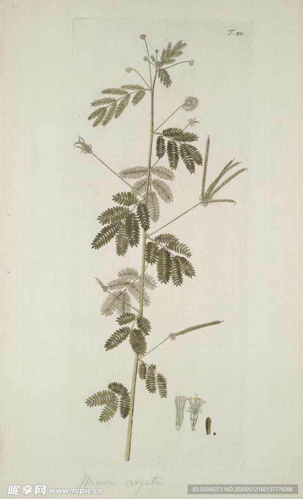 精美绘画草本植物图谱