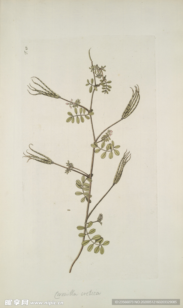 精美绘画草本植物图谱