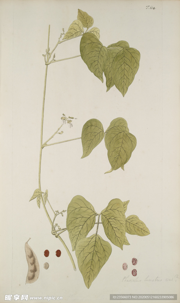 精美绘画草本植物图谱