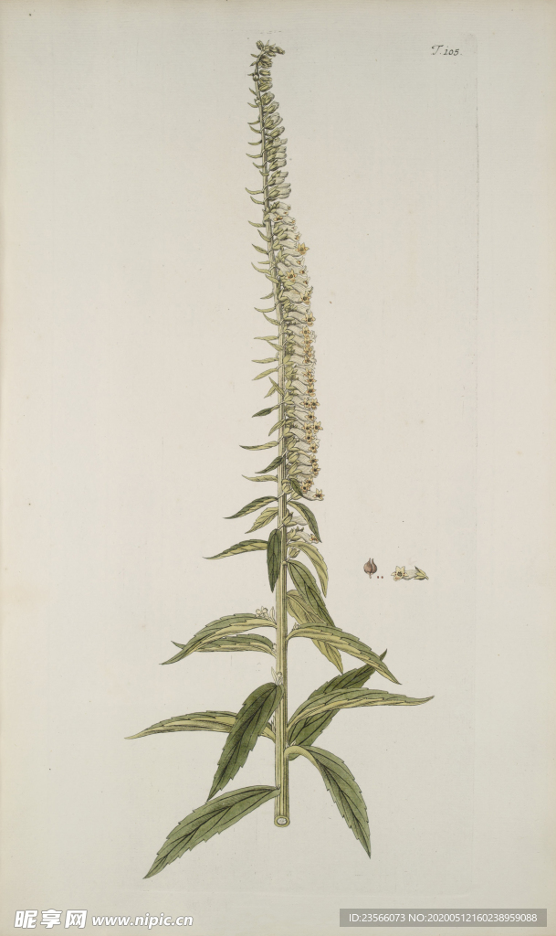 精美绘画草本植物图谱