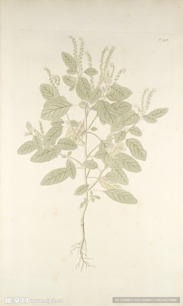 精美绘画草本植物图谱