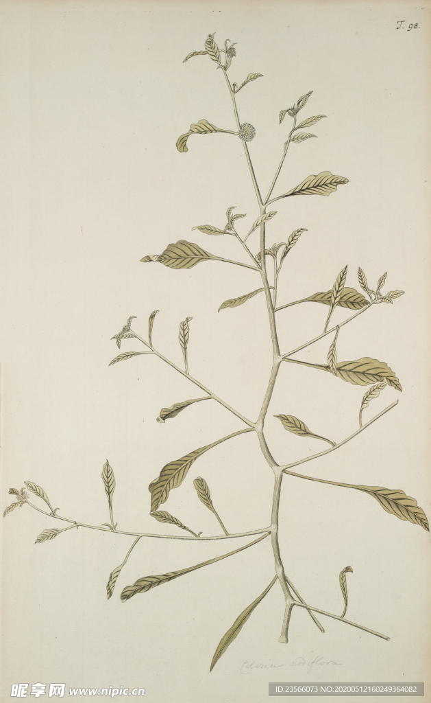 精美绘画草本植物图谱