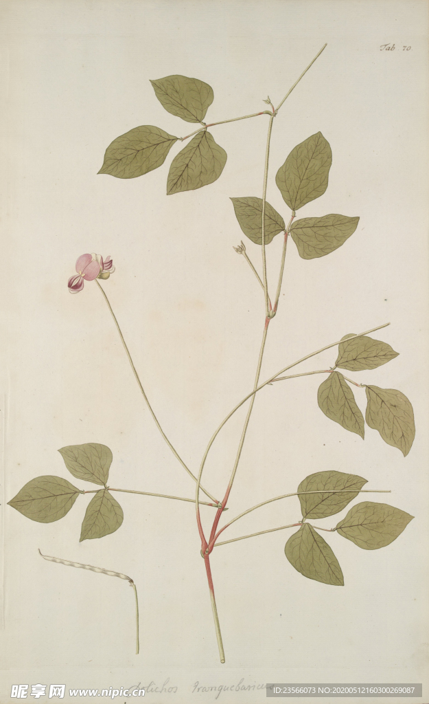 精美绘画草本植物图谱