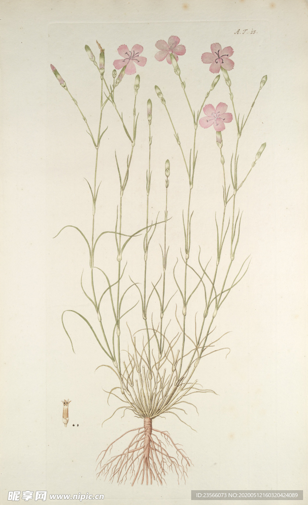 精美绘画草本植物图谱