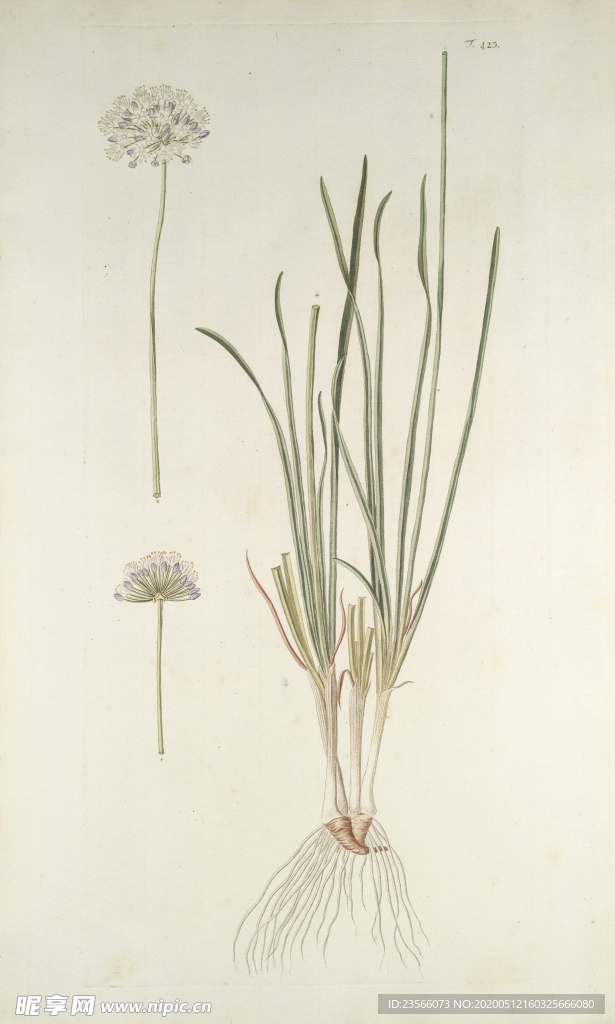 精美绘画草本植物图谱