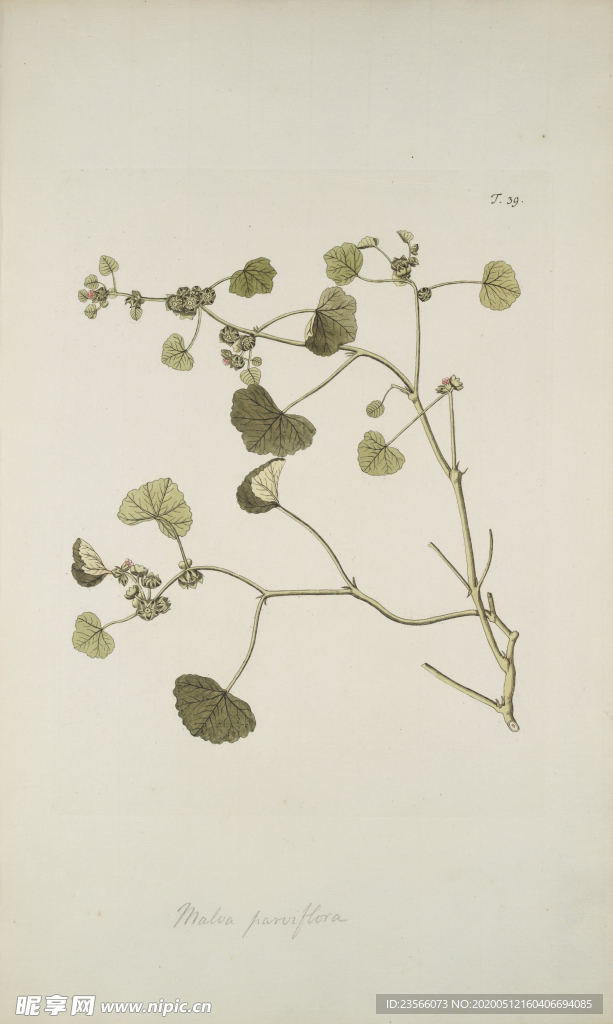 精美绘画草本植物图谱