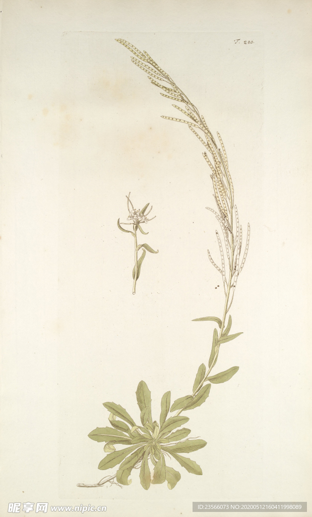 精美绘画草本植物图谱