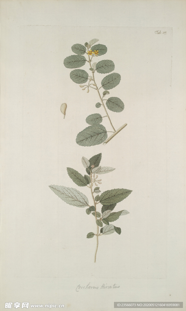 精美绘画草本植物图谱