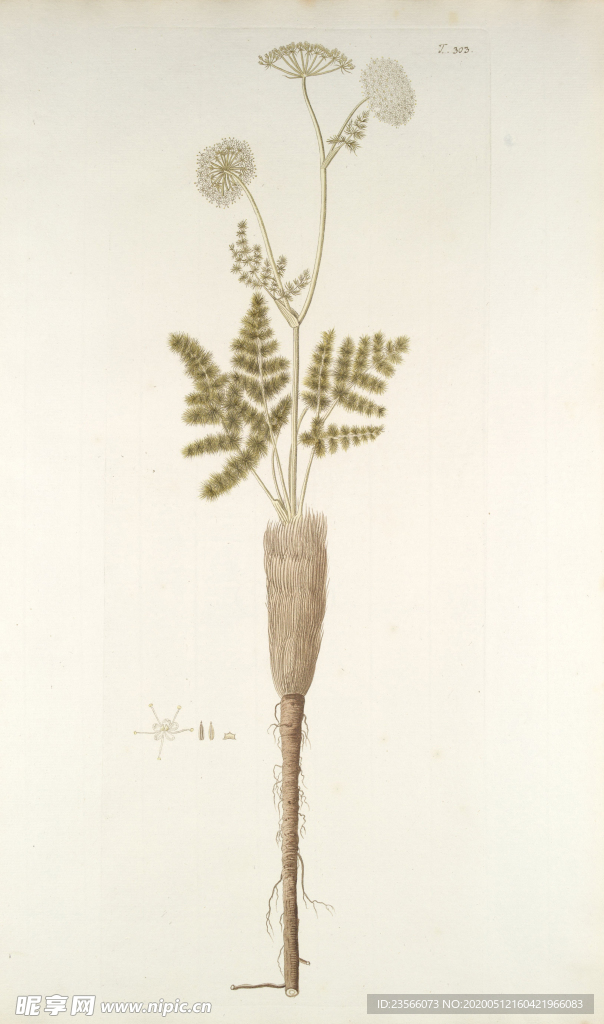精美绘画草本植物图谱