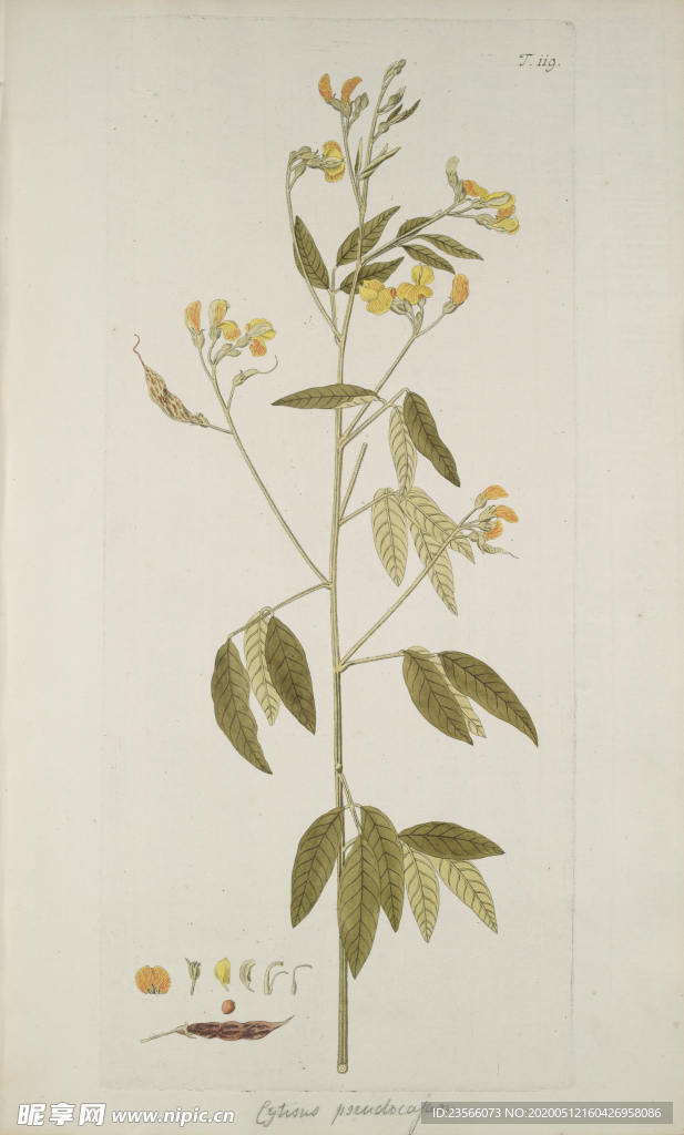 精美绘画草本植物图谱