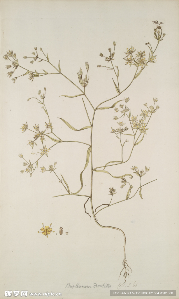 精美绘画草本植物图谱