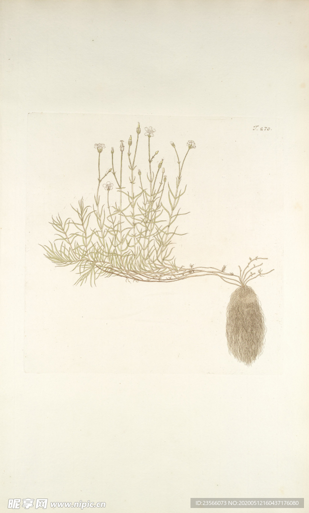 精美绘画草本植物图谱