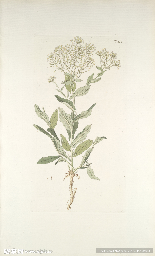 精美绘画草本植物图谱