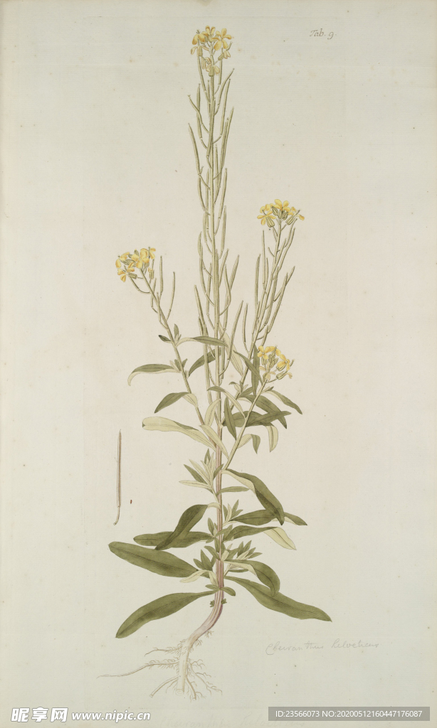 精美绘画草本植物图谱