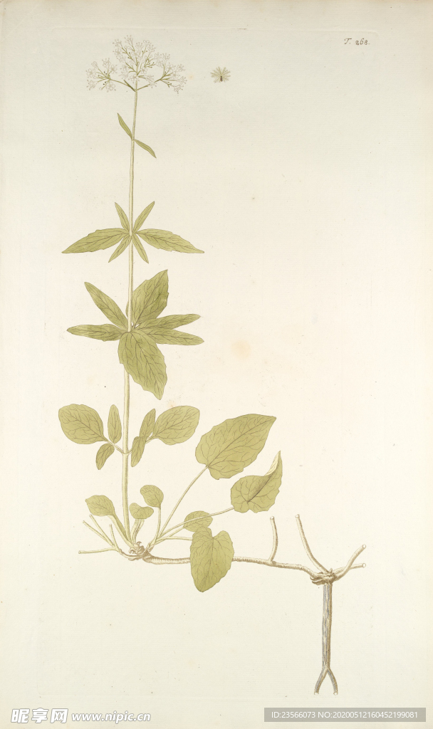 精美绘画草本植物图谱