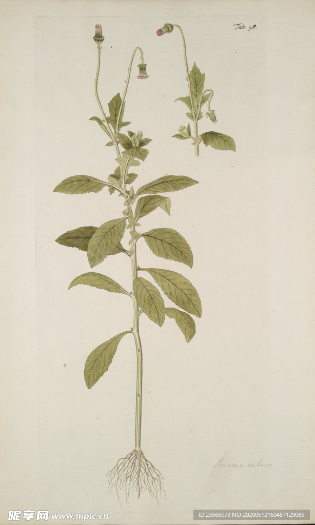 精美绘画草本植物图谱