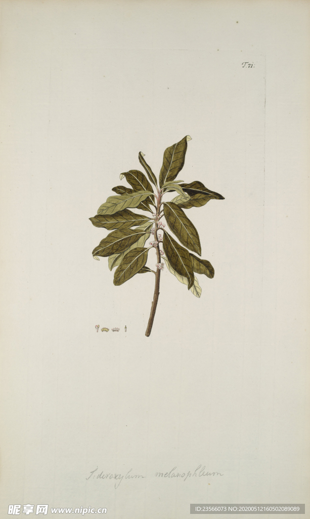 精美绘画草本植物图谱