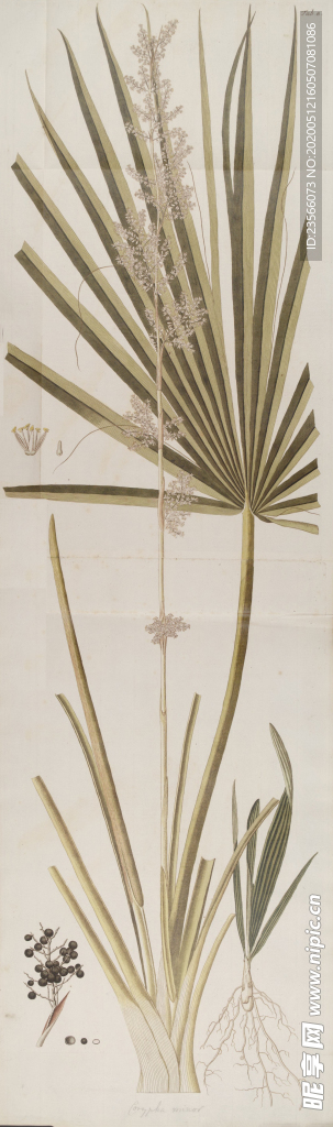 精美绘画草本植物图谱