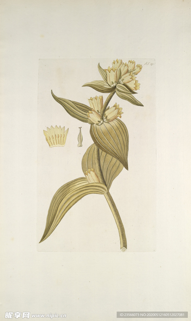 精美绘画草本植物图谱