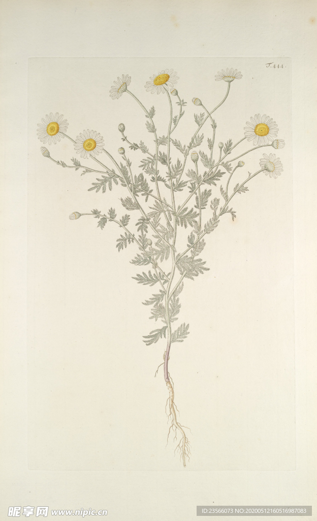 精美绘画草本植物图谱