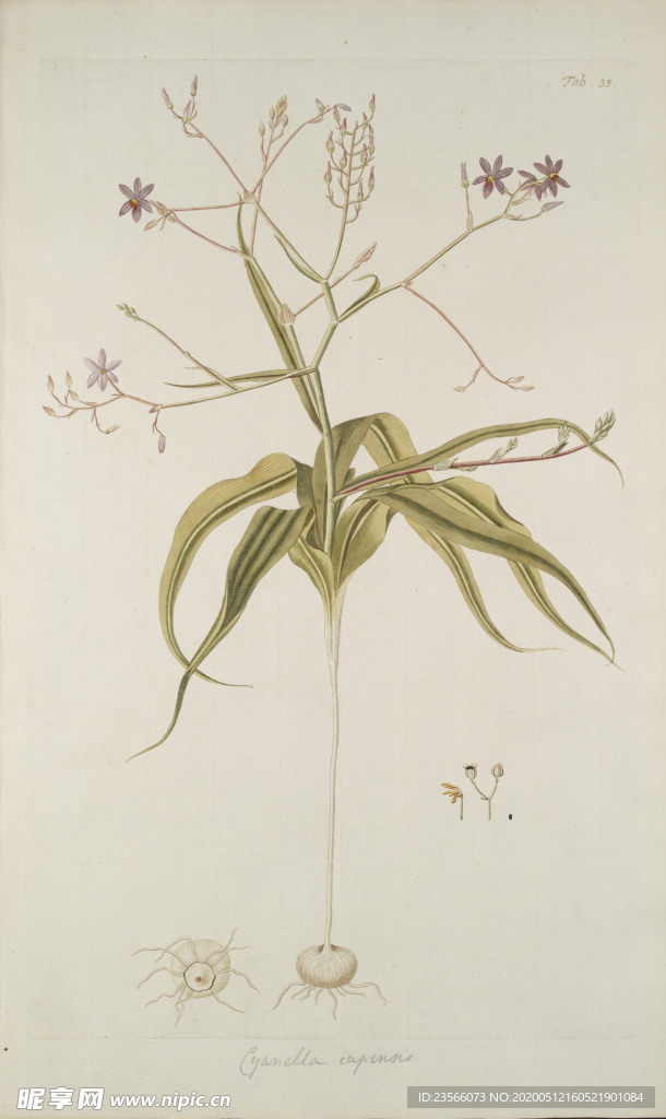 精美绘画草本植物图谱