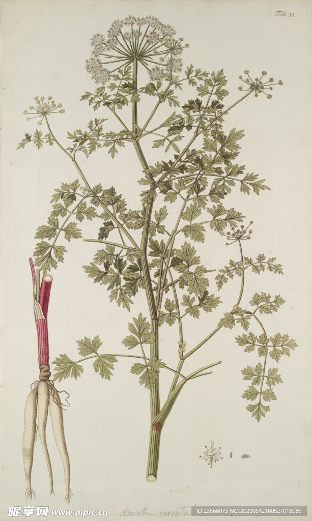 精美绘画草本植物图谱