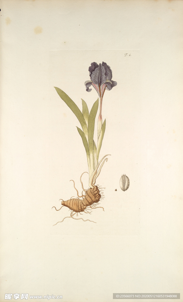 精美绘画草本植物图谱