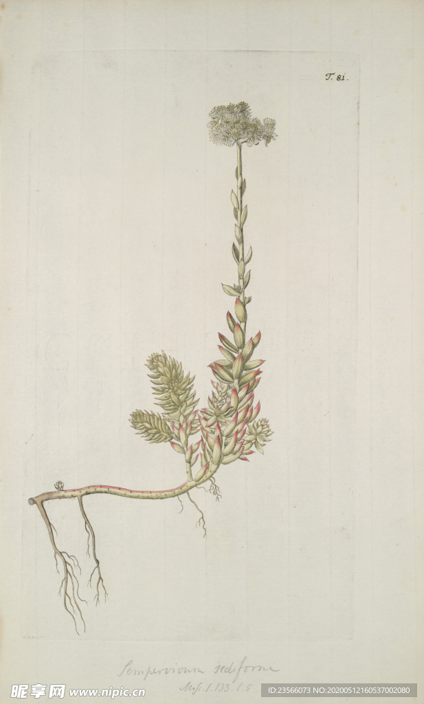 精美绘画草本植物图谱