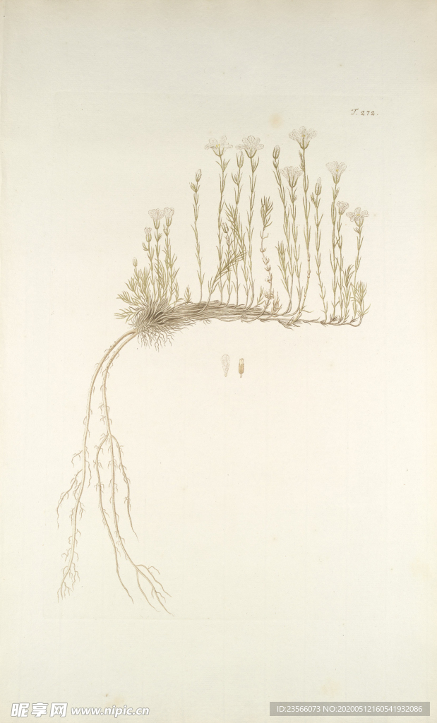 精美绘画草本植物图谱