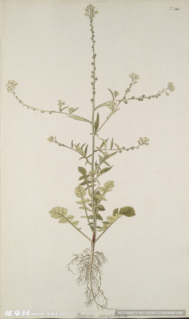 精美绘画草本植物图谱