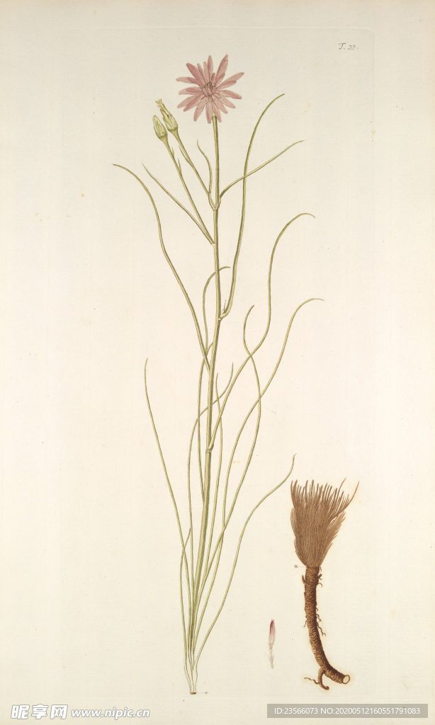 精美绘画草本植物图谱