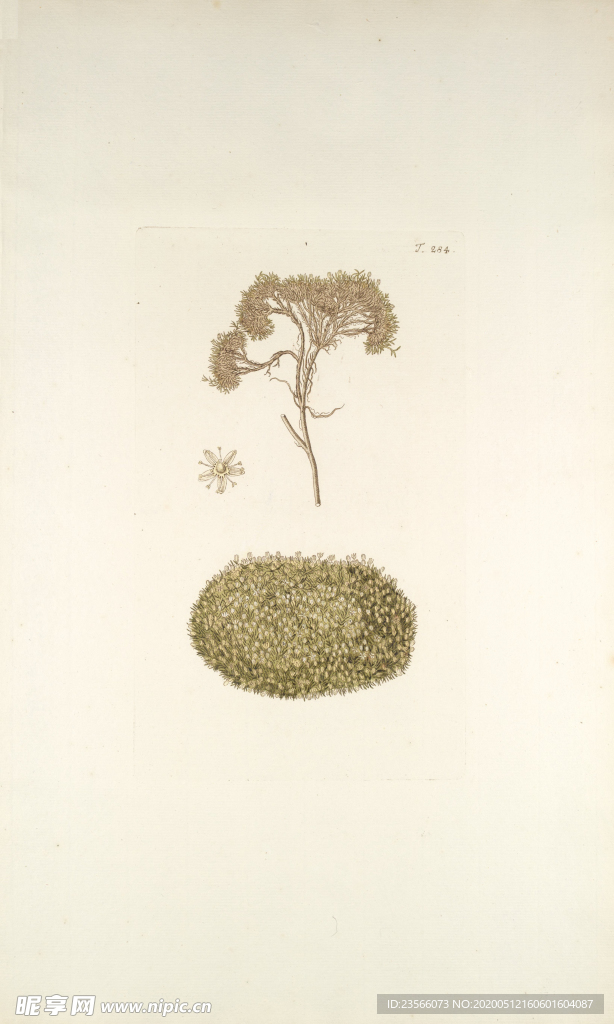 精美绘画草本植物图谱