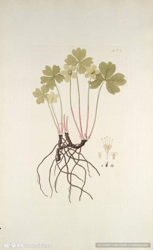 精美绘画草本植物图谱