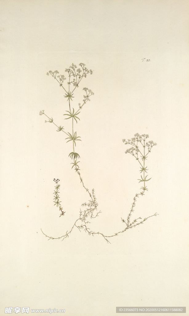 精美绘画草本植物图谱