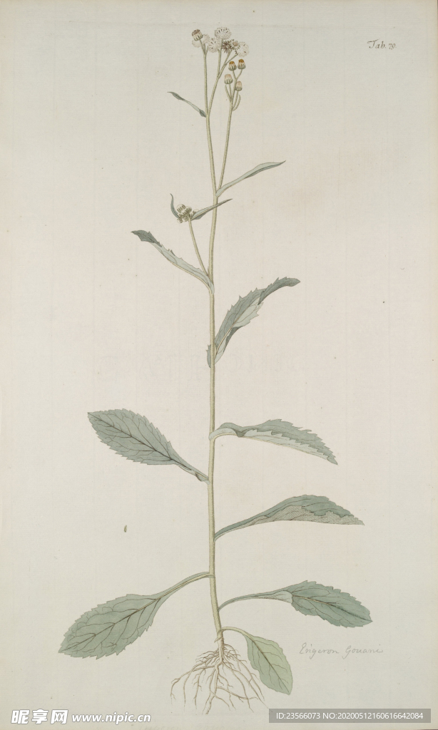 精美绘画草本植物图谱