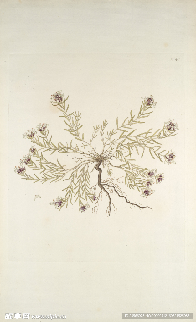 精美绘画草本植物图谱